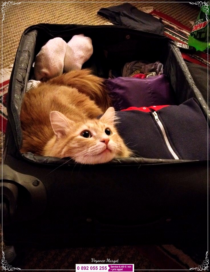 Un chat dans une valise