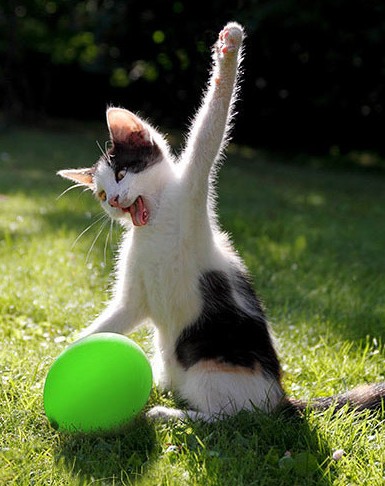 chat qui joue avec un ballon