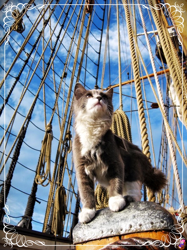 chat sur un bateau